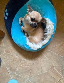 Chiwawa Mädchen - Borna
