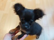 Langhaar Chihuahua Jungrüde Co-Owner gesucht - Wismar