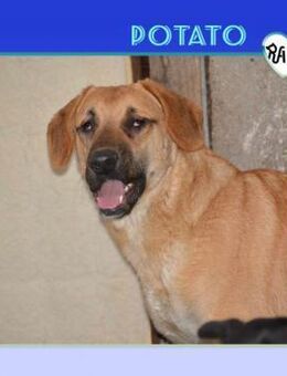 Potato - einfach knuffig - Alfeld (Leine)