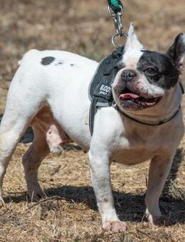 Balou, ein aufgewecktes Kerlchen - Brunstorf