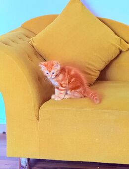 Wunderschönes Katerchen (12 Wochen alt) abzugeben - Köln