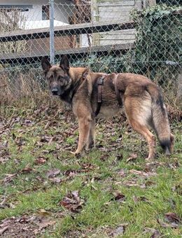 Max, schöner Schäferhund sucht Zuhause - Unterföhring