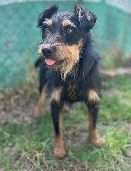 ❤️ nettes Terrier-Mädel KARMEN ❤️ - Mamming