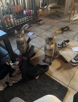 4 Katzen zum Abgeben - Altensteig