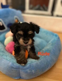 Yorkshire Terrier Mini Welpen - Osterholz-Scharmbeck