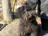 Wer gibt Everly ein Für immer Körbchen? - Heinsberg