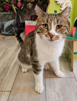 Jazz ein freundlicher lieber Kater - Unterföhring