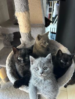 Katzen suchen liebesvolles Zuhause - Hamburg