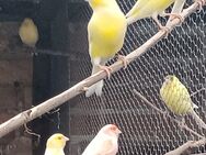 Kanarienvögel in gelb - Heldrungen Zentrum