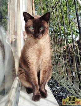 GORDO Siamkater sucht sein Glück - Bad Camberg