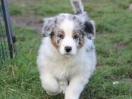 Wunderschöne Australian Shepherd Welpen - Neukieritzsch