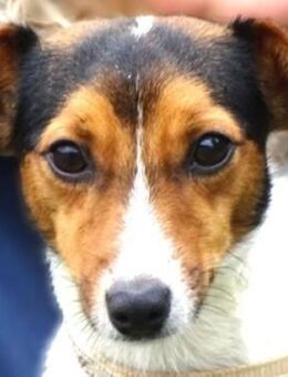 Kleine CLIO sucht Familie - Gefrees