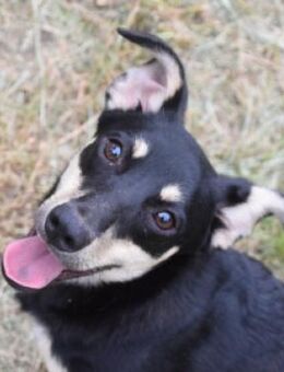 Sylvia - lebensfroh & schüchtern - Lohmar