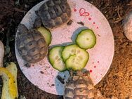 Maurische Landschildkröten von 2024 - Dornburg-Camburg