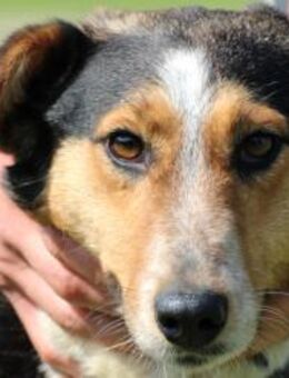 Jolene - unkompliziert u. zutraulich - Lohra