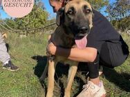 Verschmuste SILVIA sucht Forever Home❤️ - Saarbrücken