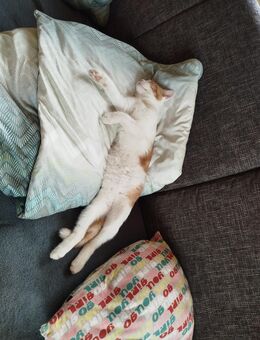 Katze - Neustadt (Aisch)