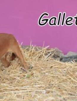 Galleta sucht ihren Heimathafen - Essingen (Rheinland-Pfalz)