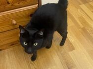Schwarzer britisch kurzhaar kater - Hofheim (Taunus)