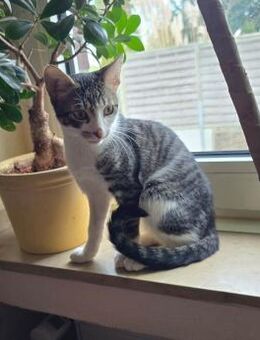 Jake auf PS in Olfen - Olfen