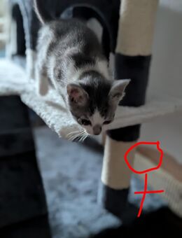 Katzenbabys abzugeben - Göhl