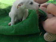 Pascal wartet im Tierheim - Köln