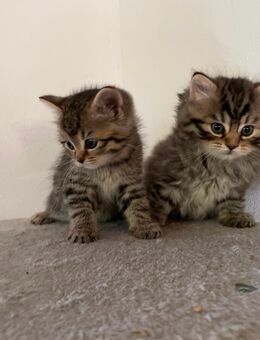 Süße BLH-Mix Kitten suchen neues zu Hause - Kreischa