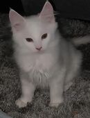 Maine-coon Mix Kitten in 41334