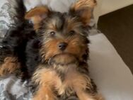 Yorkshire Terrier Welpen - Völklingen