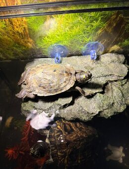 Wasserschildkörte mit Zubehör zum Abgeben - Kamen Zentrum