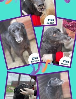 Traumrüde Rimo sucht Zuhause - Nürnberg