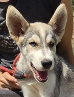 MONTY sucht Familienanschluss - Gefrees