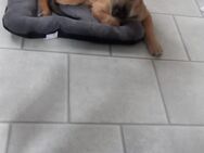 Malinois Mix Welpe sucht für immer Zuhause - Waltrop