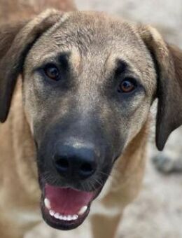 Zira, geb. ca. 02/2025, GRIECHENLAND - Euskirchen