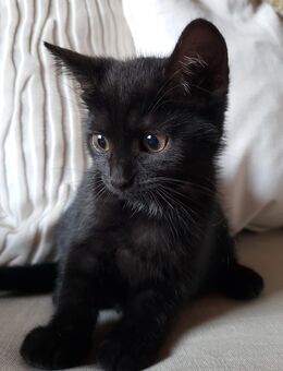 Katzenkind Kitten Kater - Wurzen Dehnitz