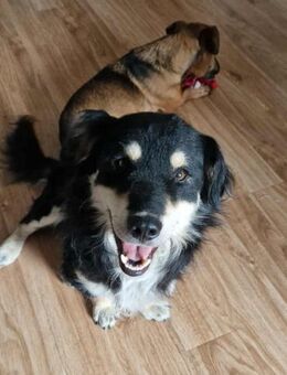 Peti - ein Sonnenschein sucht Dich! - Heinsberg