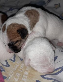 Jack-Russell-Terrier Welpen reinrassig geb.18.10.25 - Sternenfels