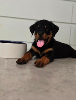 Rottweiler Welpen (Rüde) - Dernbach (Landkreis Südliche Weinstraße)