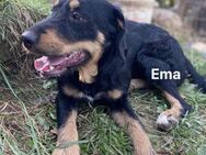 Emma - toller Charakter - Grainau