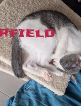 🐾 Wunderschöne Katzenbabys suchen liebevolle Familien 🐾 - München Allach-Untermenzing