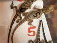 Bartagamen pogona vitticeps leatherback NZ 5.25 zu verkaufen in 63225