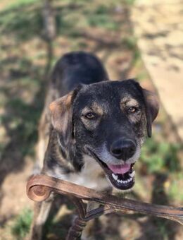 Fawn liebenswerte Hündin - Kallmünz