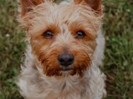 Benji - Hausen (Würzburg)