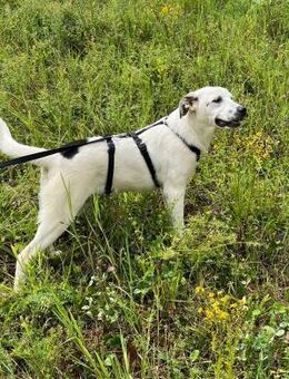 Herzenshund Pointy sucht sein Zuhause - Großefehn