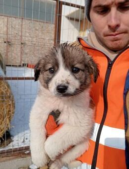 Vera, kleines Plüschbärchen - Steinhagen (Nordrhein-Westfalen)