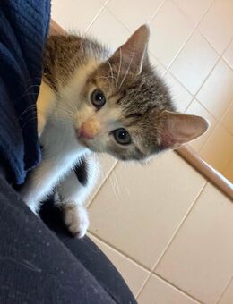 2 Kitten 1 x weiblich 1x männlich - Gescher (Glockenstadt)