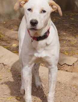 Gordo - weißer Wirbelwind - Bad Camberg