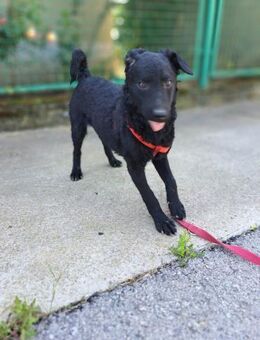 Finchen sucht ein Zuhause - Linden (Hessen)