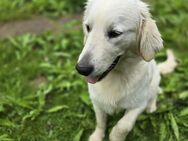 Zuchthündin/Familienhund Golden Retriever Hündin mit Papieren sucht neues Zuhause! - Würzburg