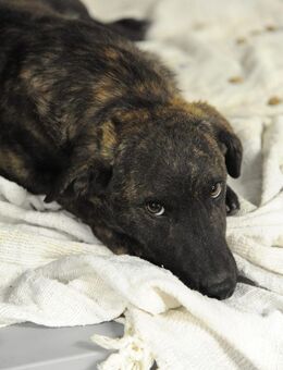 Hulk sucht ein Zuhause - Linden (Hessen)